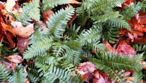 Rock Polypody: One Helluva Tough Fern Image